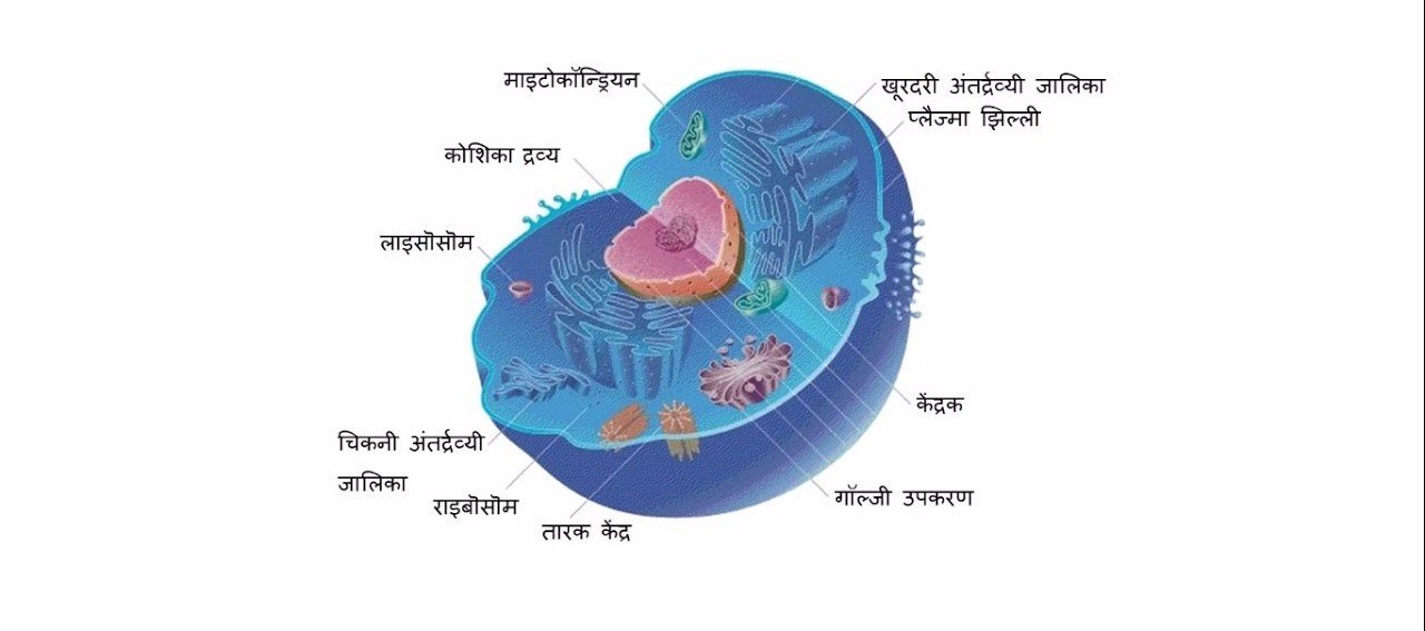 जीवन की मौलिक इकाई