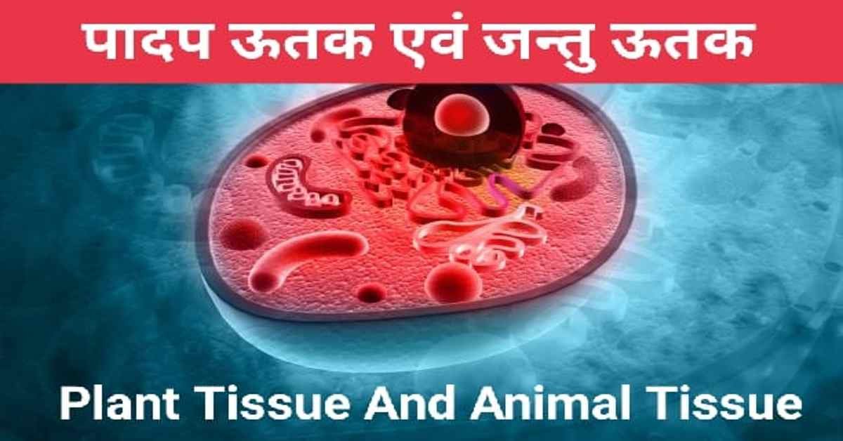 ऊतक