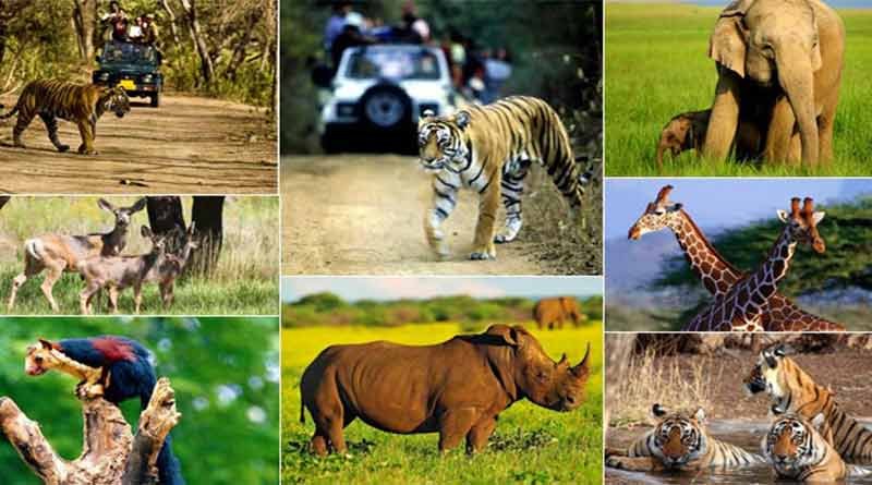 प्राकृतिक वनस्पति तथा वन्य प्राणी