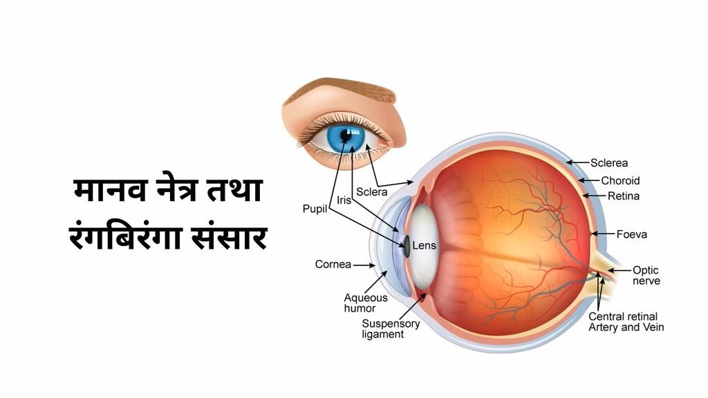 मानव नेत्र