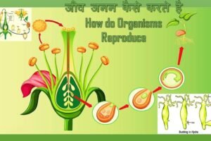 Chapter 8: जीव जनन कैसे करते हैं
