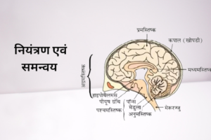 Chapter 7: नियंत्रण एवं समन्वय